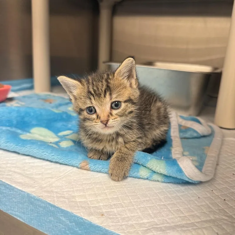 A baby small-sized female Brown / Chocolate Domestic Short Hair cat named Tiger Lilly for adoption in Spring Hill, KS