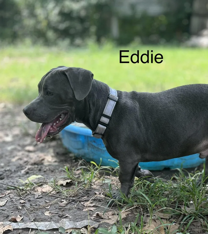 A baby medium-sized male Terrier dog named Eddie for adoption in San Antonio, TX