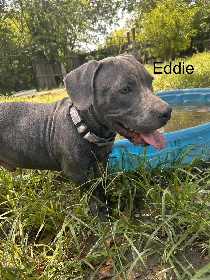 Eddie thumbnail 3