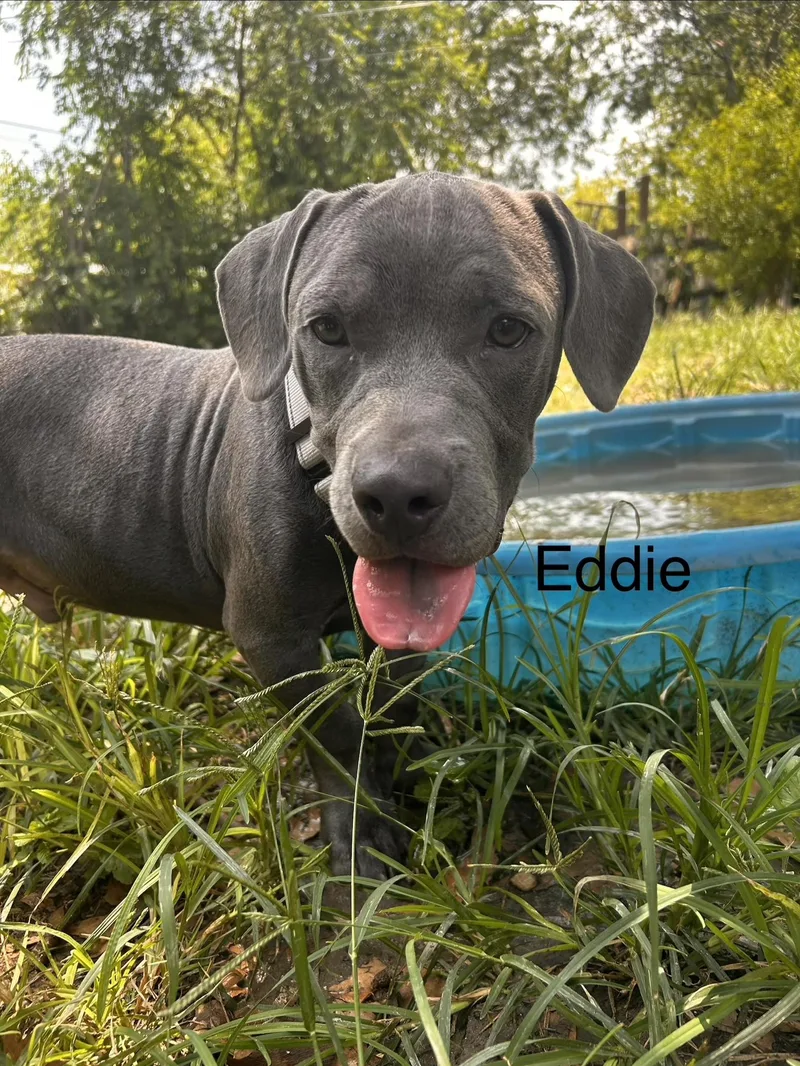 Eddie thumbnail 4