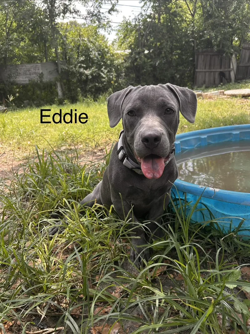 Eddie thumbnail 6