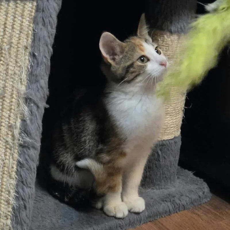 A baby small-sized female Calico Domestic Short Hair cat named Piccolina C for adoption in Princeton, MN
