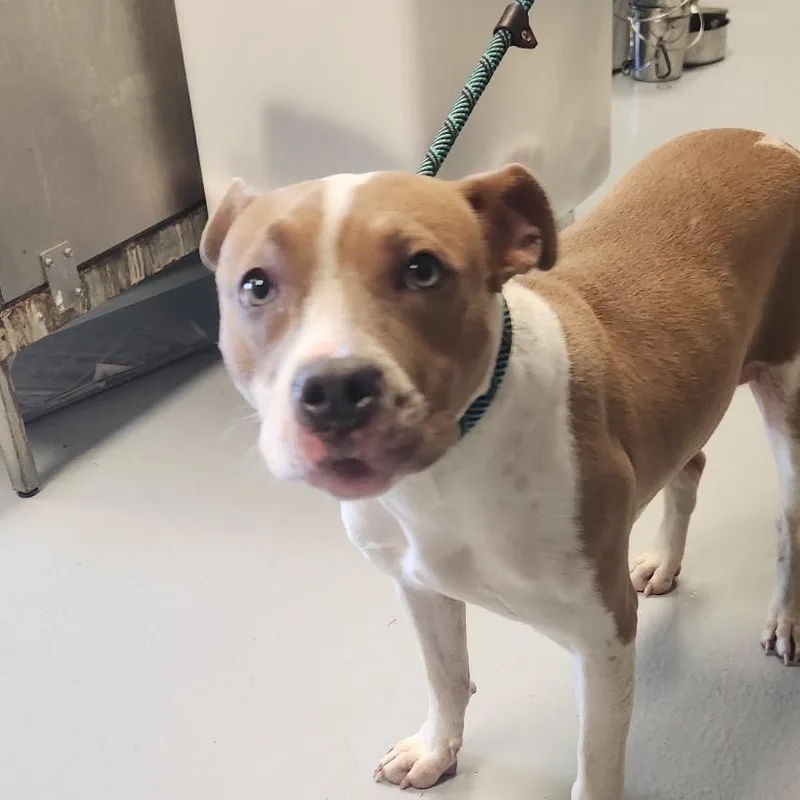 A young medium-sized female Yellow / Tan / Blond / Fawn Pit Bull Terrier dog named Megan for adoption in Concord, NC