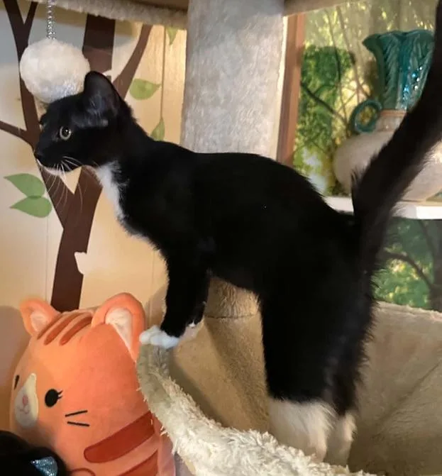 A baby medium-sized female Black & White / Tuxedo Domestic Short Hair cat named Secret for adoption in Waxahachie, TX