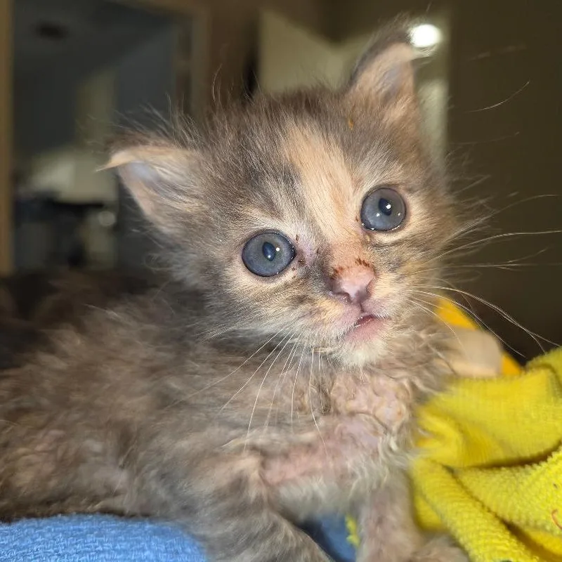 A baby small-sized female Domestic Short Hair cat named Challenger for adoption in San Antonio, TX