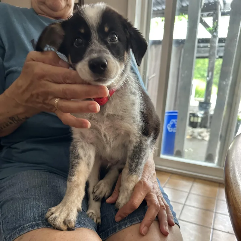 A baby medium-sized male Australian Shepherd dog named Rett for adoption in Hillsborough, NJ