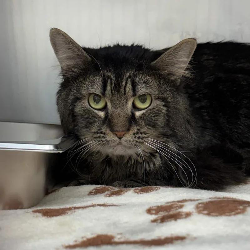 An adult medium-sized male Brown / Chocolate Domestic Medium Hair cat named Edgar for adoption in Gloucester, VA