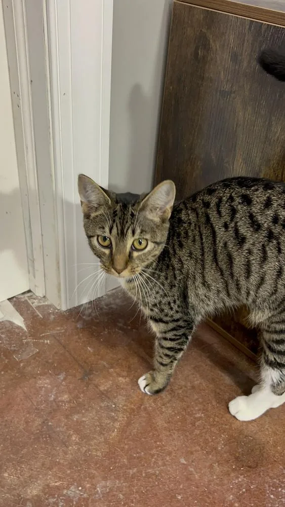 An adult small-sized female Domestic Short Hair cat named Baby for adoption in Telford, PA