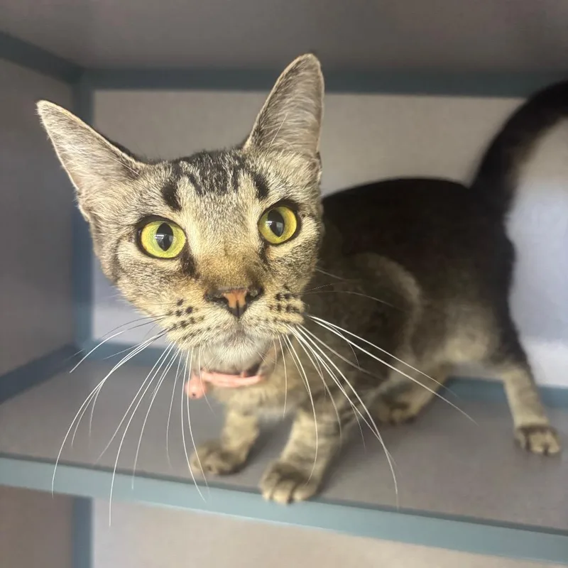 An adult medium-sized female Black Domestic Short Hair cat named Maddie for adoption in Marshalltown, IA