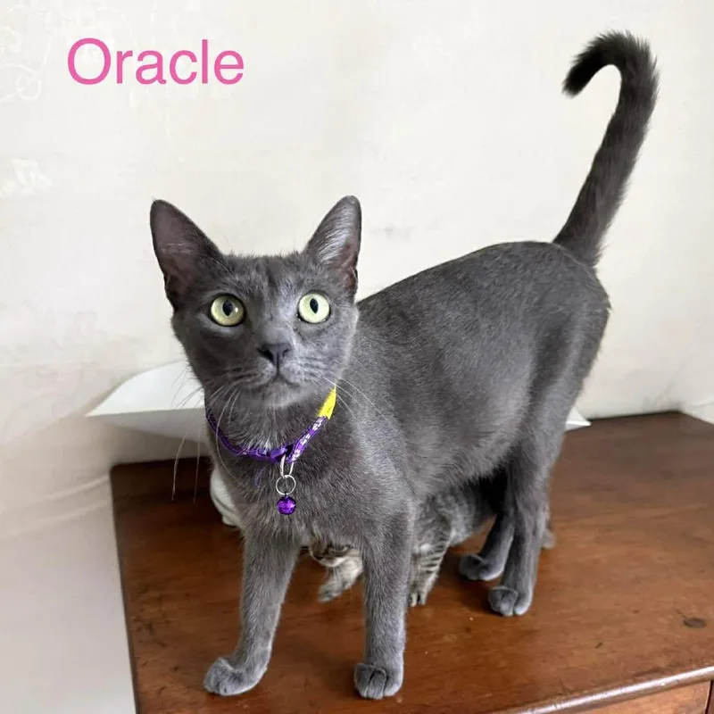 An adult small-sized female Gray / Blue / Silver Domestic Short Hair cat named Oracle for adoption in Tampa, FL