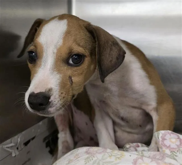 A baby small-sized male American Staffordshire Terrier dog named Chewy for adoption in San Antonio, TX