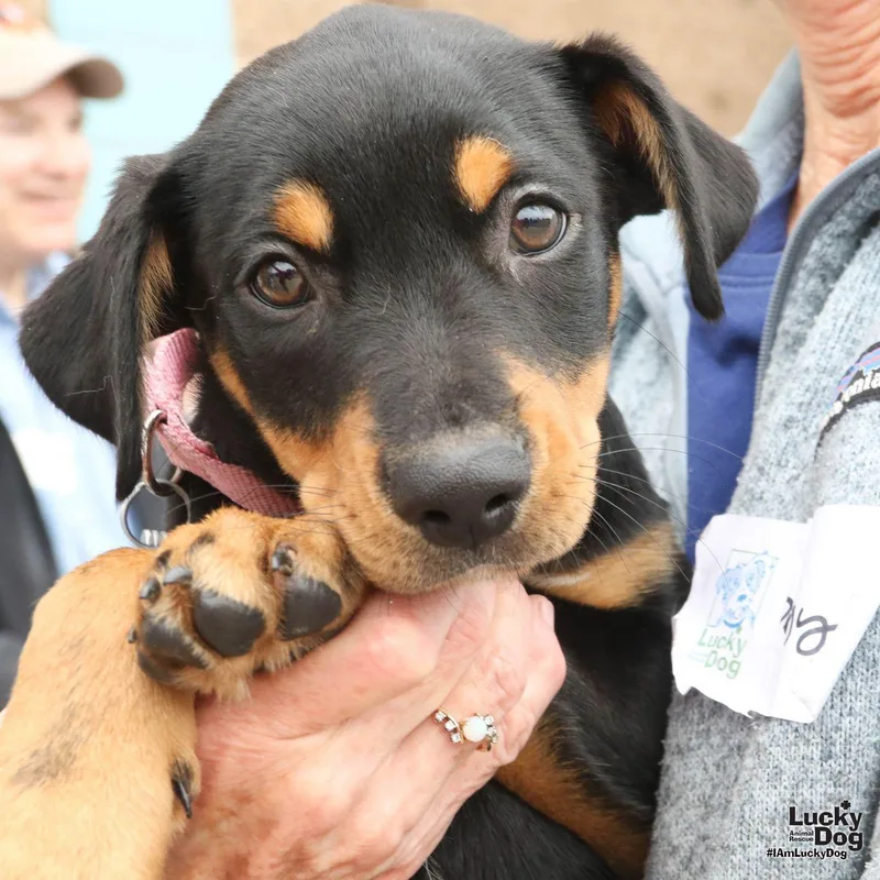 A baby large-sized female Spaniel dog named Chani for adoption in Washington, DC