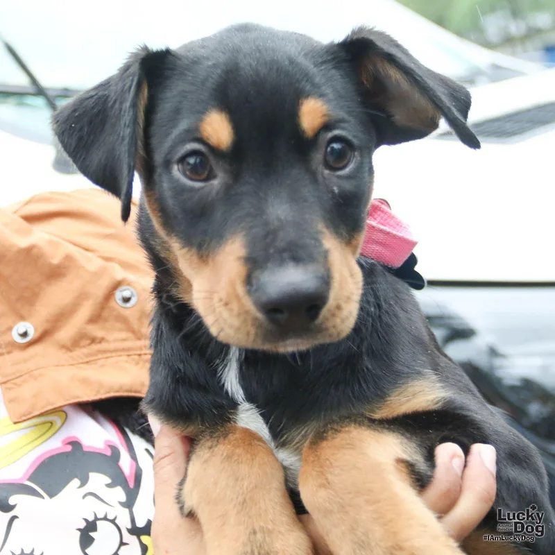 Chani thumbnail 3
