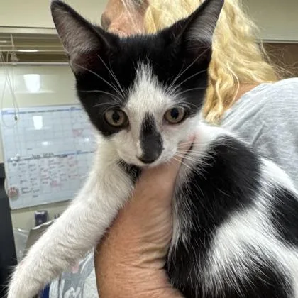 A baby small-sized male Domestic Short Hair cat named Looey for adoption in West Chester, PA