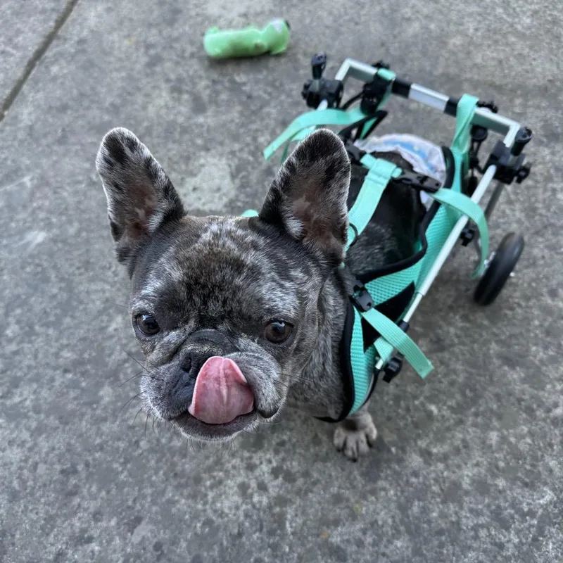 An adult small-sized female Gray / Blue / Silver French Bulldog dog named Wheelamina for adoption in Sacramento, CA