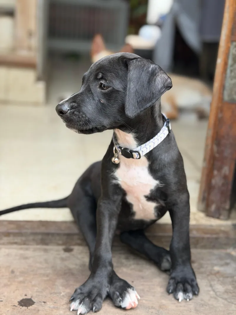 A baby medium-sized male Black Labrador Retriever dog named Blackie for adoption in Fort Belvoir, VA