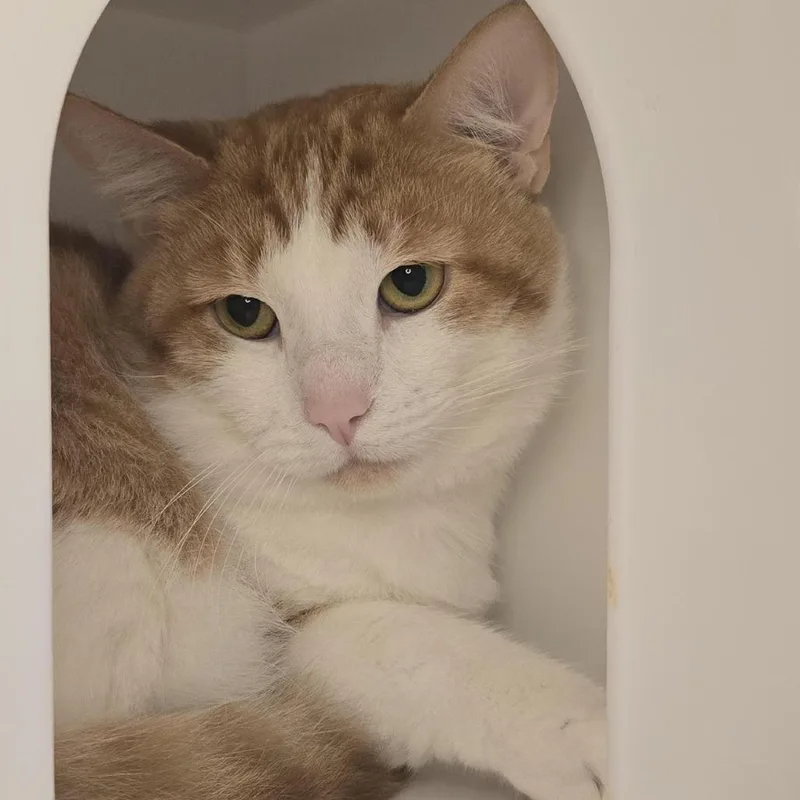 An adult large-sized male Domestic Short Hair cat named Parappa for adoption in Los Angeles, CA