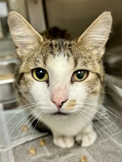An adult medium-sized male Buff / Tan / Fawn Domestic Short Hair cat named Mellow Fellow for adoption in Wichita, KS