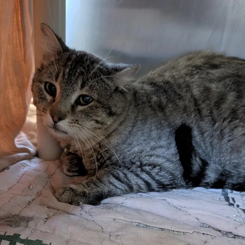 An adult small-sized male Brown / Chocolate Domestic Short Hair cat named Hobo for adoption in Buffalo, WY