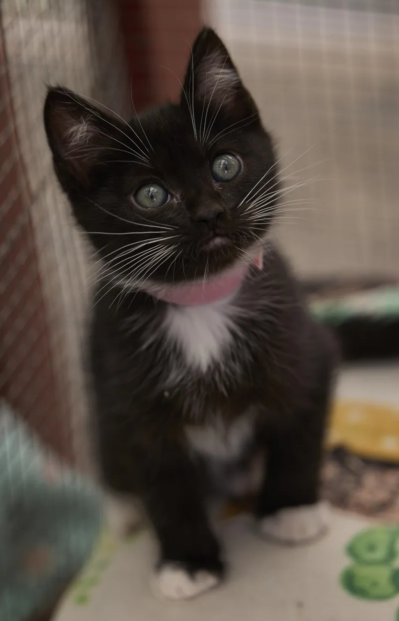 A baby medium-sized female Tuxedo cat named Astra for adoption in Santa Barbara, CA