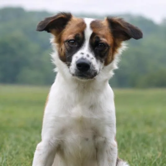 A young medium-sized female White / Cream Australian Shepherd dog named CT Emberly for adoption in Eastford, CT