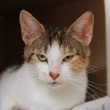 An adult medium-sized female Calico Domestic Short Hair cat named Greta for adoption in Hilliard, OH