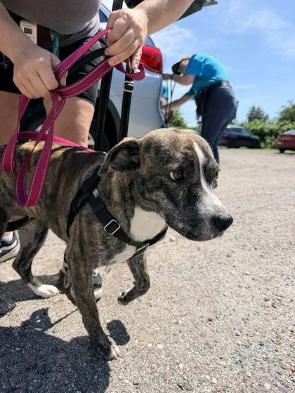 A young medium-sized female Brindle Mixed Breed dog named Pineda for adoption in Fernandina Beach, FL