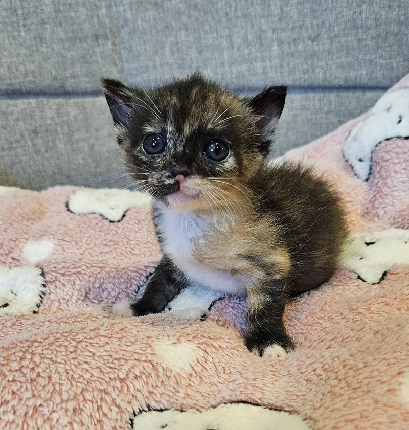 A baby medium-sized female Domestic Short Hair cat named Reina for adoption in Fremont, CA