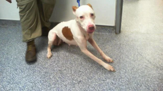 An adult medium-sized female Pit Bull Terrier dog named Sissy for adoption in Charlotte, NC