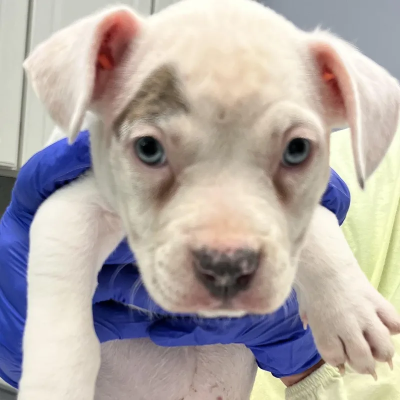 A baby small-sized female White / Cream American Bully dog named Rhonda for adoption in Maynardville, TN