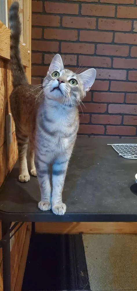 A baby small-sized male Gray / Blue / Silver Tabby cat named King Julian for adoption in Dallas, TX