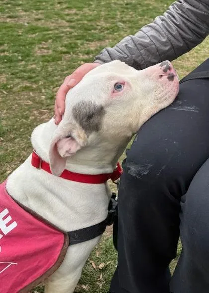 An adult large-sized male Mixed Breed dog named Tooths for adoption in West Chester, PA
