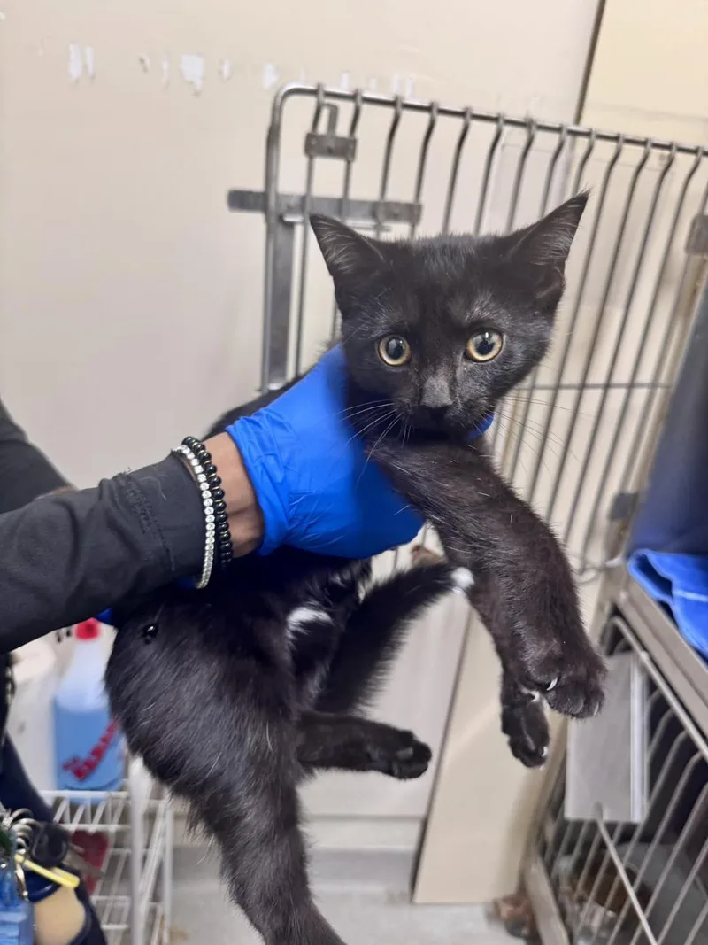 A young medium-sized male Black Domestic Short Hair cat named Miles for adoption in Passaic, NJ