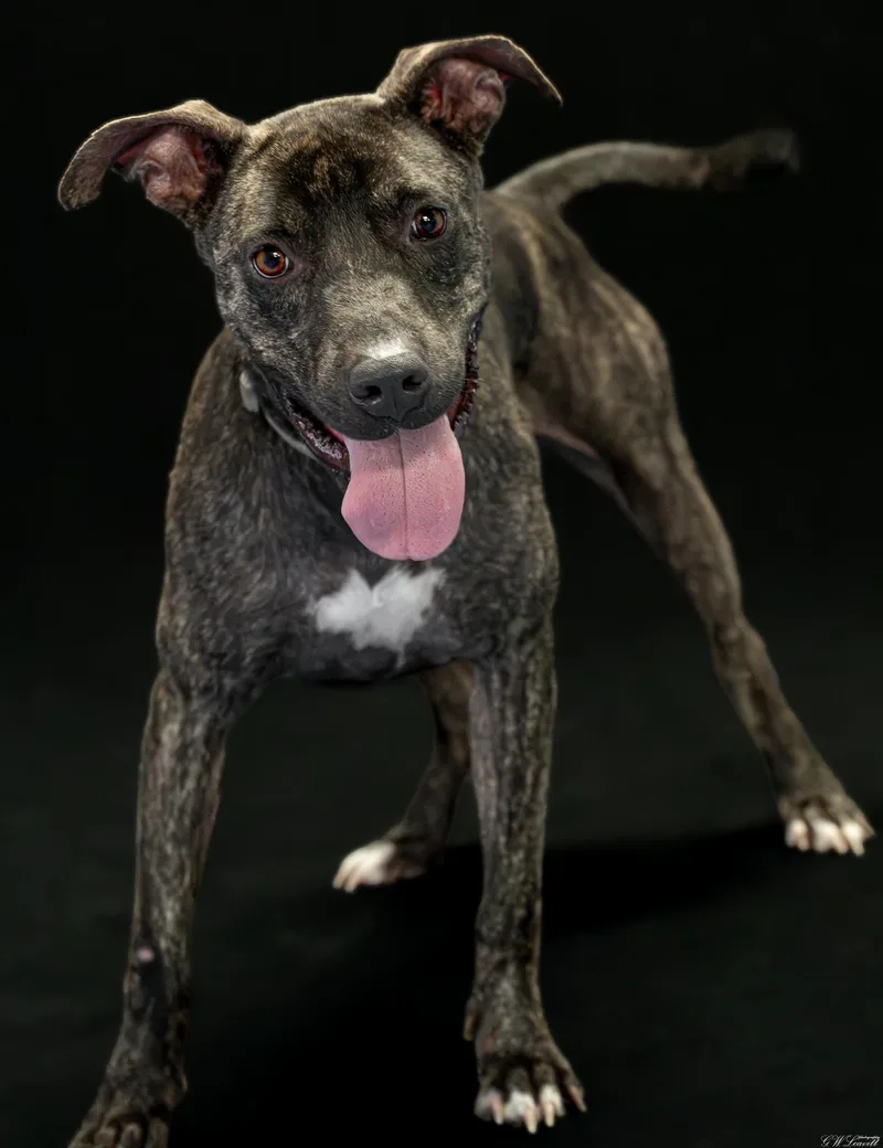 A young medium-sized female Brindle Bulldog dog named Millie for adoption in BONIFAY, FL