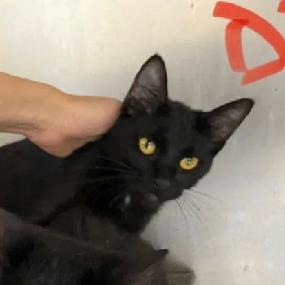 A young medium-sized female Black Domestic Short Hair cat named Lindt for adoption in West Palm Beach, FL