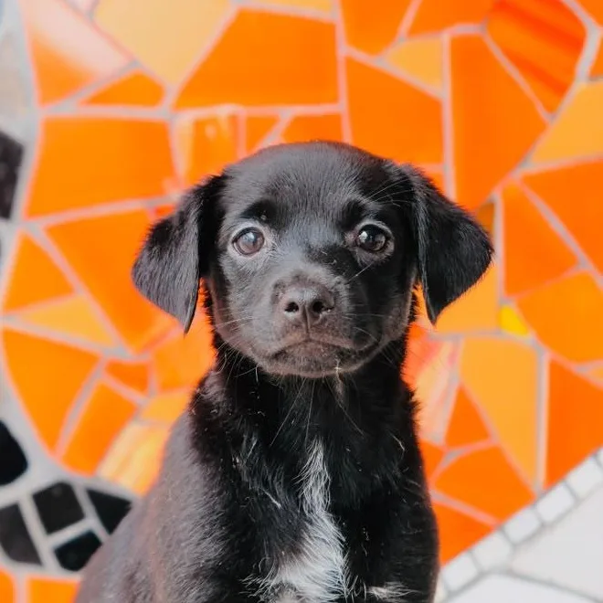 A baby small-sized female Beagle dog named Focaccia for adoption in San Diego, CA