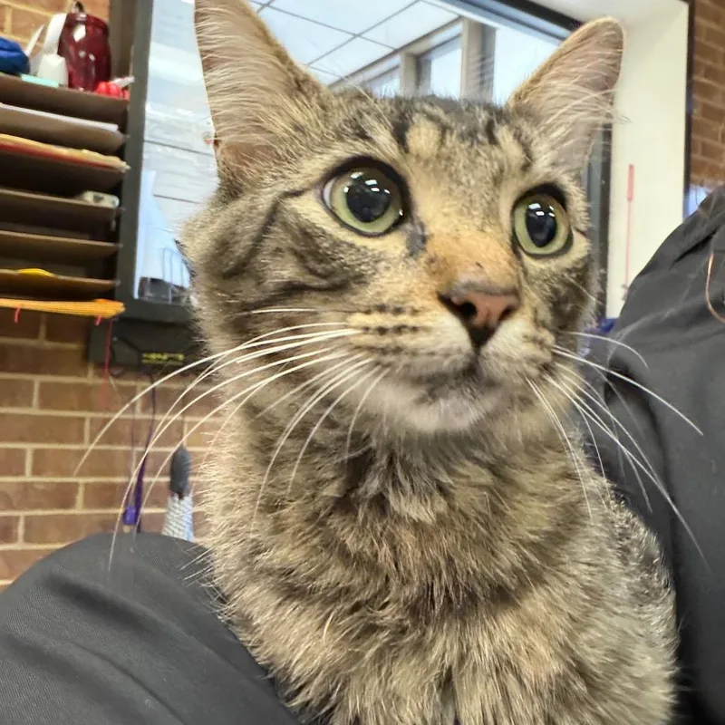 An adult medium-sized male Brown / Chocolate Domestic Short Hair cat named Barlow for adoption in Birmingham, AL