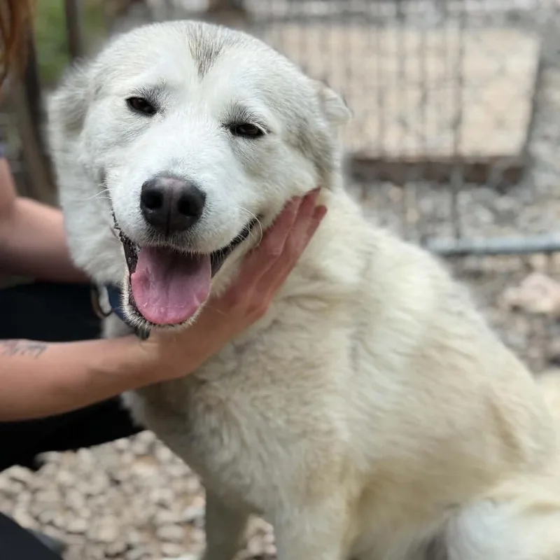 An adult medium-sized male White / Cream Husky dog named Alpha for adoption in Falls Church, VA