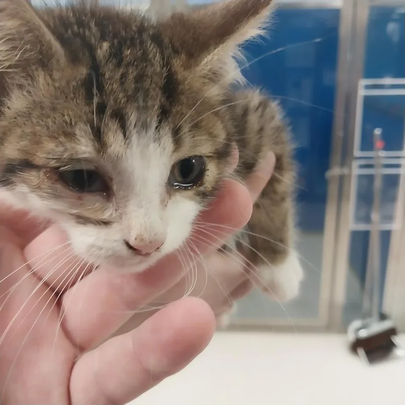 A baby small-sized male Domestic Short Hair cat named Willy The Wildcat for adoption in East Smithfield , PA