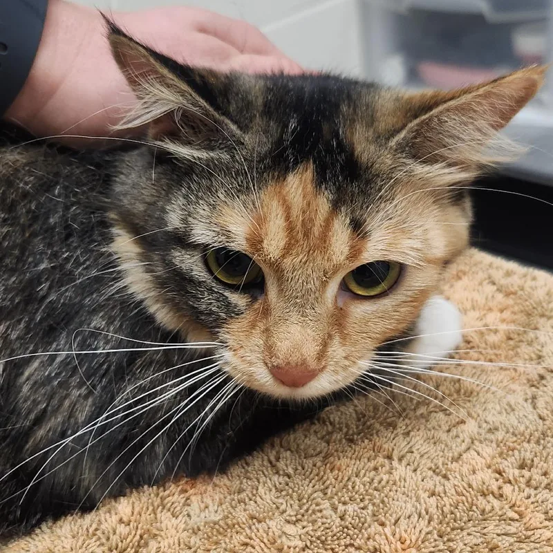 An adult medium-sized female Domestic Short Hair cat named Leky for adoption in Murray, UT