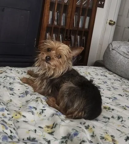 An adult small-sized female Yorkshire Terrier dog named Mora for adoption in Hillsboro, OR