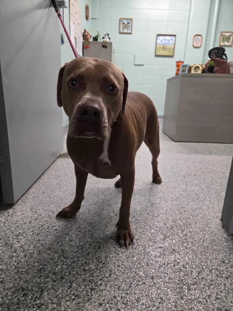 An adult medium-sized female Terrier dog named Lucy Girl for adoption in Athens, TN