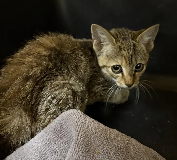 A baby small-sized female Domestic Short Hair cat named Ifc for adoption in Lawrenceville, GA