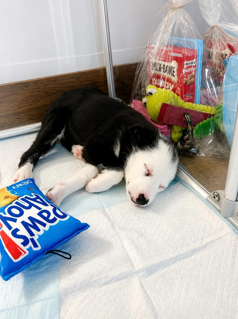 A baby medium-sized female Border Collie dog named Corni for adoption in Copiague, NY