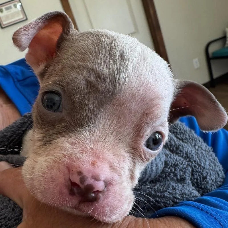 A baby medium-sized female White / Cream Boston Terrier dog named Dovie Darlene for adoption in lawton, OK
