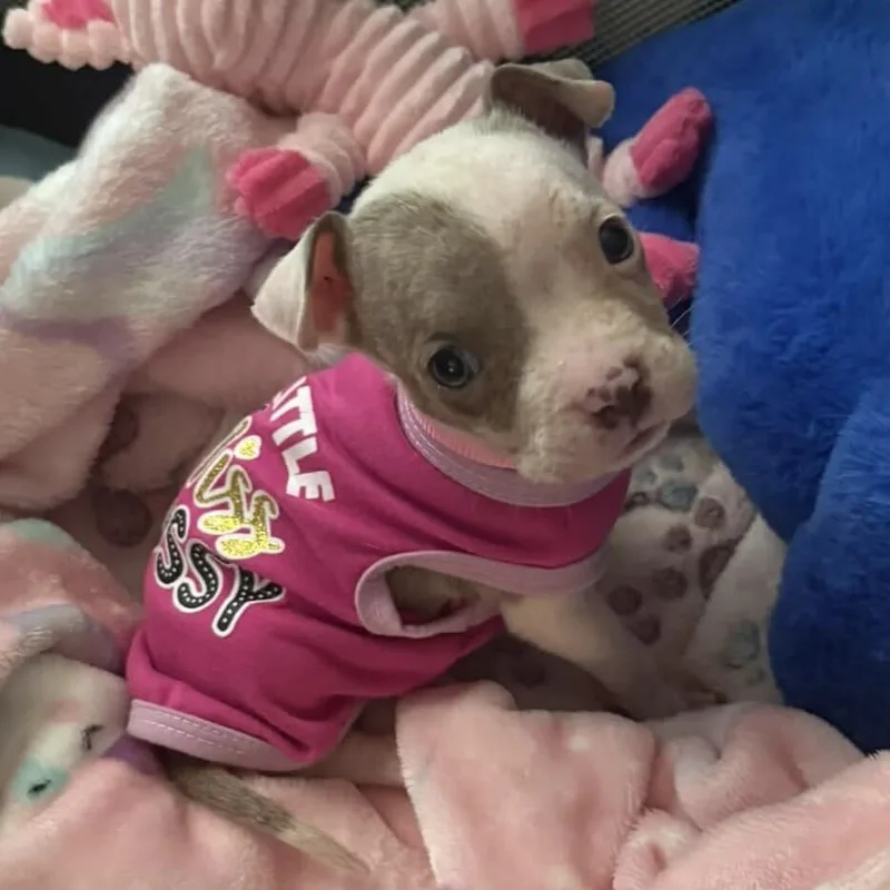 Dovie Darlene thumbnail 3