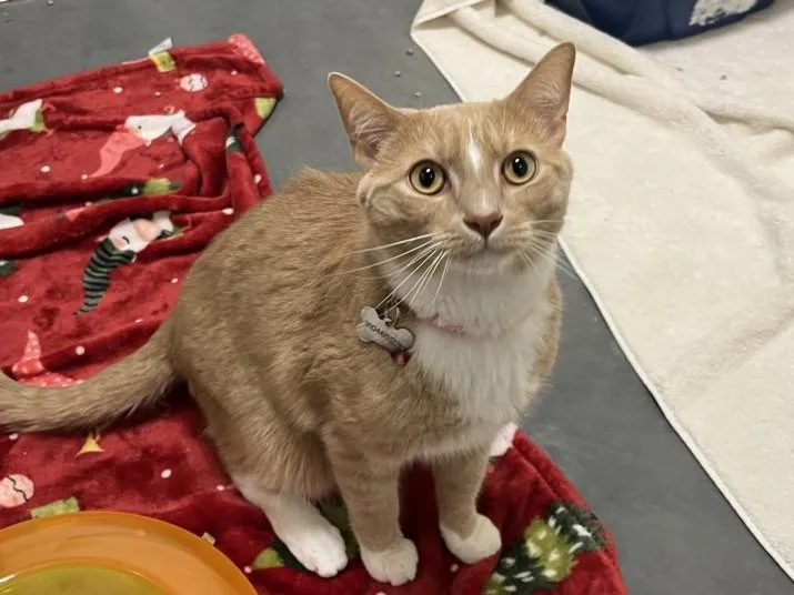 A young medium-sized male Domestic Short Hair cat named Tunis for adoption in Chapel Hill, NC