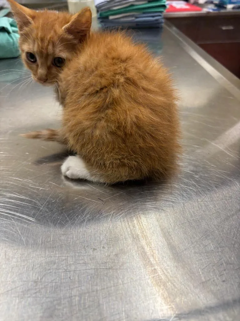 A baby small-sized male Domestic Short Hair cat named Lollipop for adoption in Douglasville, GA