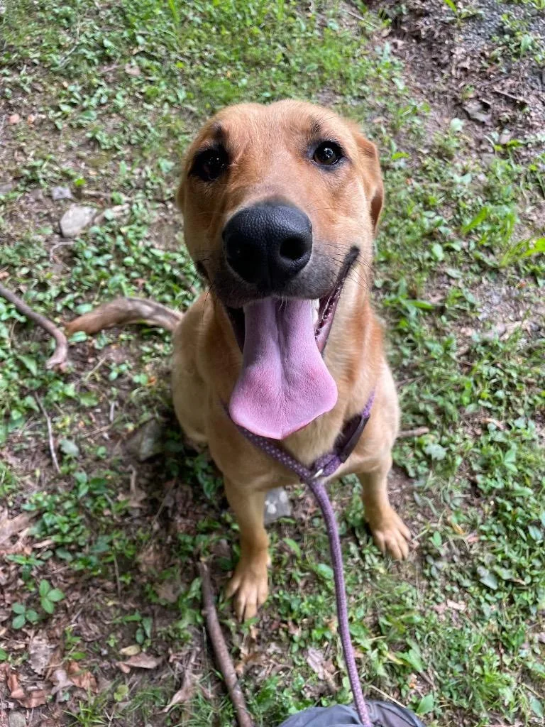 A young large-sized male Hound dog named Butters for adoption in Parsons, WV