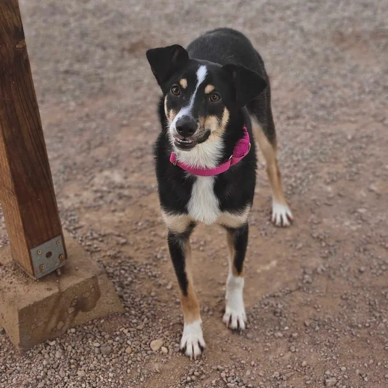 A young medium-sized male Brown / Chocolate Australian Shepherd dog named Catan for adoption in Las Vegas, NV